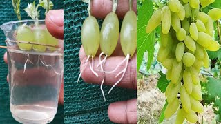 Simple method propagate grape tree with water growing grape tree at home [upl. by Adrian536]