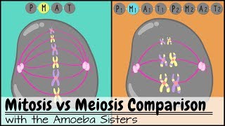 Mitosis vs Meiosis Side by Side Comparison [upl. by Dorey]