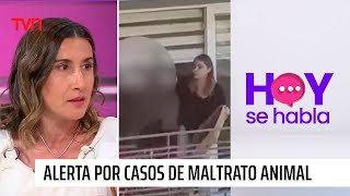 Alerta por casos de maltrato animal pese a la Ley Cholito  Hoy se habla [upl. by Fanchie]