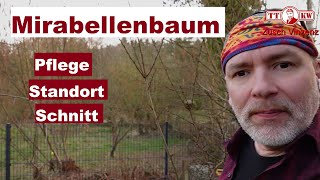 Richtige Pflege und Standort der Mirabelle Was muss man bei diesem Baum beachten Mirabellenbaum [upl. by Strephon]