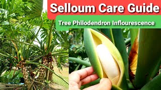 Tree Philodendron Selloum Guide  Thaumatophyllum bippinatifidum Care Flower amp Propagation [upl. by Bakki266]