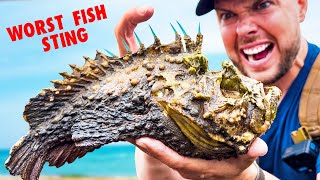 Worst Fish Sting Stung by a Stonefish [upl. by Bidget484]