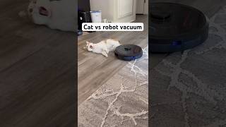 Biskit battles the robot vacuum [upl. by Salomi962]