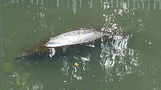 Manatees of North Captiva Island [upl. by Dnumyar]