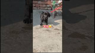 Top quality Labrador female puppy कालु nitinpethub dog labradoriteg dogbreed ​nitinpethub6042 [upl. by Burnie]