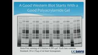 Can We Trust Western Blots [upl. by Ramsay]