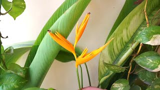 How to grow Heliconia psittacorum birdofparadise at home and care tips [upl. by Atikal]