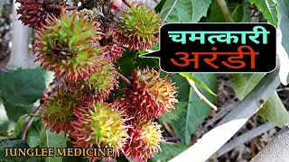 अरंडी के तेल और पौधे के चमत्कारी फायदे Ricinus communisArandiअरंडी Castor bean [upl. by Naihtniroc71]