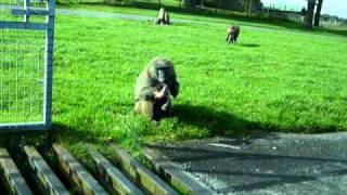 Baboon kills baby baboon whilst we watch in horror [upl. by Fern]