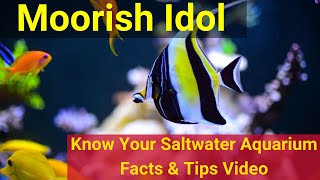 Moorish Idol Zanclus cornutus Know Your Saltwater Aquarium Facts amp Tips [upl. by Sparks]