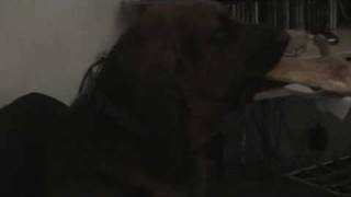 Wimsey watches Cesar Millan [upl. by Swords]