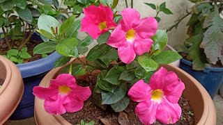 Complete Care Of MandevillaDipladenia Plant Potting mix Sunlight Watering Fertilizing [upl. by Luana]