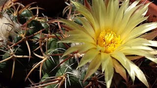 Coryphantha bumamma Cactus [upl. by Northrop]