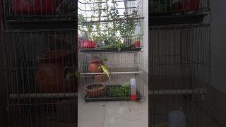 Happy Singing amp Eating Parakeet Budgies Birds Reduce Stress of Lonely Quiet Birds [upl. by Kauffmann]