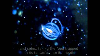 Sea Gooseberry Pleurobrachia bachia Feeding [upl. by Ahsikar]