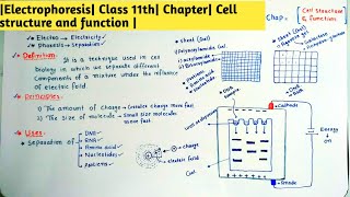 Electrophoresis Class 11th Chapter Cell structure and function [upl. by Leifer]