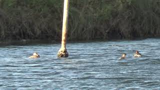 Floating Little Grebes [upl. by Ecidnarb]