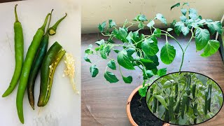 How To Grow Chilli from Store Bought Chillies  Grow Chilli from Seeds 100 Sure [upl. by Analli]