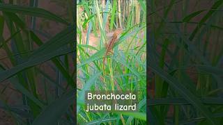 Bronchocela jubatalizard reptile reptiles reptilesof youtube lizardsofyoutube lizards [upl. by Wise]