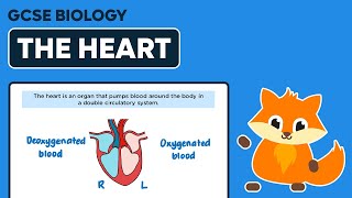 The Heart amp Circulating Blood  GCSE Biology [upl. by Maxa]