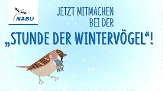 Jetzt Vögel zählen Mach mit bei der quotStunde der Wintervögelquot [upl. by Nazler]