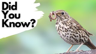 Things you need to know about SONG THRUSHES [upl. by Rior]