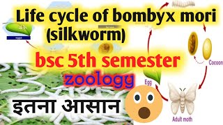 life cycle of bombyx mori bsc 5th semesterlife cycle of silkwormsericulture [upl. by Ahsa]