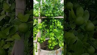 🌿How grow Lemon tree great idea to propagate Lemon tree by air layering using a Carrot🥕 lemontree [upl. by Aihseyk]