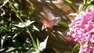 Kolibrievlinder  Colibri butterfly  Macroglossum stellatarum  TEXEL  NL [upl. by Serilda408]