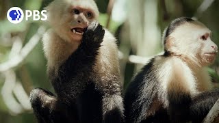 Finding Capuchin Monkeys in Costa Rican Mangroves [upl. by Errol814]