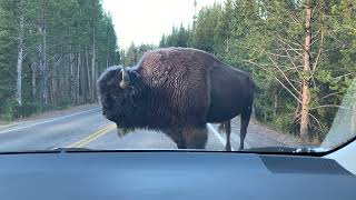 Yellowstone Bison charges tourists car [upl. by Eek]