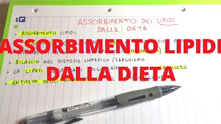 Digestione e assorbimento lipidi nella dieta  Lezioni di Biochimica [upl. by Irroc]