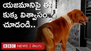 Dog 4 నెలల క్రితం చనిపోయిన తన యజమాని కోసం మార్చురీ దగ్గరే వేచి చూస్తున్న కుక్క  BBC Telugu [upl. by Irovi661]