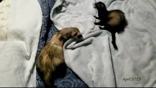 Blep and Boop Ferret Clips 357 [upl. by Aubree]