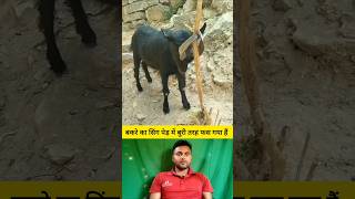 बकरे का सिंग पेड़ में बुरी तरह फस गया हैं 😭🤔 shorts goat goatshorts shortvideo viralvideo [upl. by Milano]