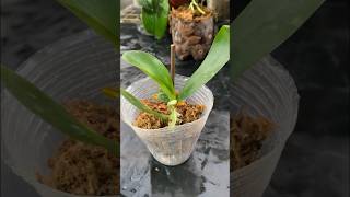 Easy orchid propagation with seedlings tips [upl. by Haleigh66]