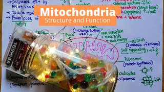 Structure and Function of Mitochondria  Daily Life Example [upl. by Otxis]