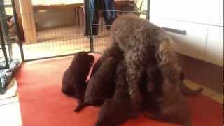 Nestje 2013  Week 5 video 1  Freonskip Australian Labradoodles [upl. by Vescuso]