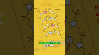 LA ESTRUCTURA CLAVE DEL ADN [upl. by Wistrup]