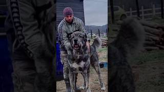 TAYPAN  the Giant Central Asian Shepherd Taypann viral shortvideo viralvideo shorts [upl. by Lindeberg]