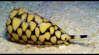 Cone Snails  One of the most dangerous animals on Earth The Cone Snail [upl. by Burnett]