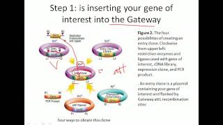 Gateway cloning system [upl. by Bartolome]