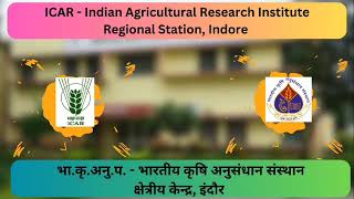 Booking TL Seed of New Wheat Varieties HI1650 HI1655 HI1665 HI8830 and HI 8840  IARI RS Indore [upl. by Innoj897]