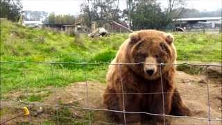 Waving Bears Olympic Game Farm • Sequim Washington [upl. by Igic979]