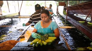 Willkommen bei Coobana  die Geschichte einer FAIRTADEBananenplantage [upl. by Sillig]