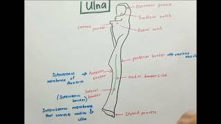 Anatomy of Ulna [upl. by Elisha277]