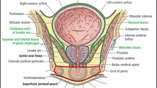 Perineal Membrane  Ischiorectal fossa amp Boundaries of the pouches ✨  Genital Anatomy Trick [upl. by Glen179]