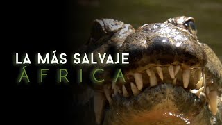 África más salvaje  Virungas Tierra de Hielo y Fuego [upl. by Ennairb]