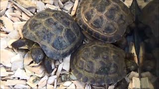 Testudo horsfieldii  Gray 1844  HD  Tortue des steppes  ExpoZoo  102014 [upl. by Magena588]