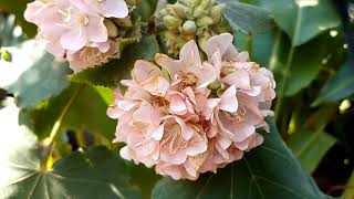 dombeya flowering plant\full informationurdu\hindi [upl. by Oirevas]